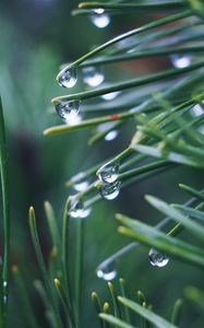 Preview wallpaper needles, branch, drops, macro, green