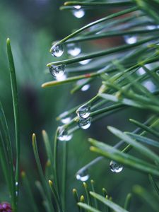 Preview wallpaper needles, branch, drops, macro, green