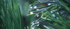 Preview wallpaper needles, branch, drops, macro, green