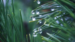 Preview wallpaper needles, branch, drops, macro, green