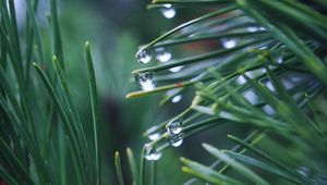 Preview wallpaper needles, branch, drops, macro, green