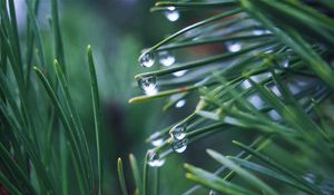 Preview wallpaper needles, branch, drops, macro, green