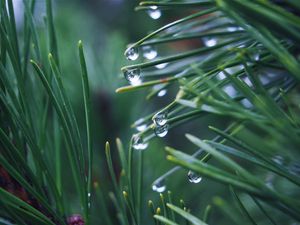 Preview wallpaper needles, branch, drops, macro, green