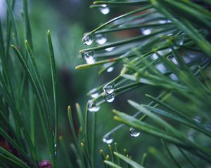 Preview wallpaper needles, branch, drops, macro, green