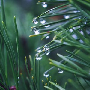 Preview wallpaper needles, branch, drops, macro, green