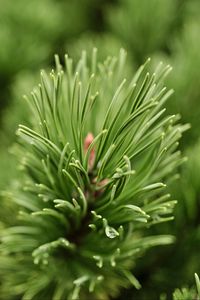 Preview wallpaper needles, branch, green, macro, blur