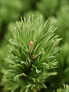 Preview wallpaper needles, branch, green, macro, blur