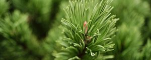 Preview wallpaper needles, branch, green, macro, blur