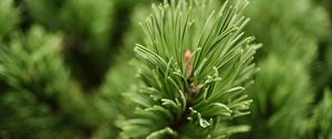 Preview wallpaper needles, branch, green, macro, blur