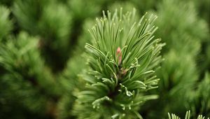 Preview wallpaper needles, branch, green, macro, blur