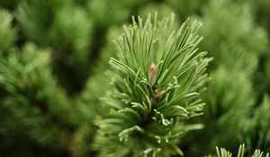 Preview wallpaper needles, branch, green, macro, blur