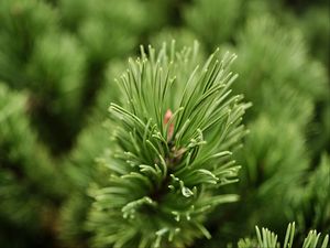 Preview wallpaper needles, branch, green, macro, blur