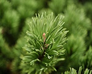 Preview wallpaper needles, branch, green, macro, blur