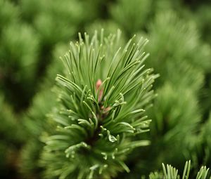 Preview wallpaper needles, branch, green, macro, blur