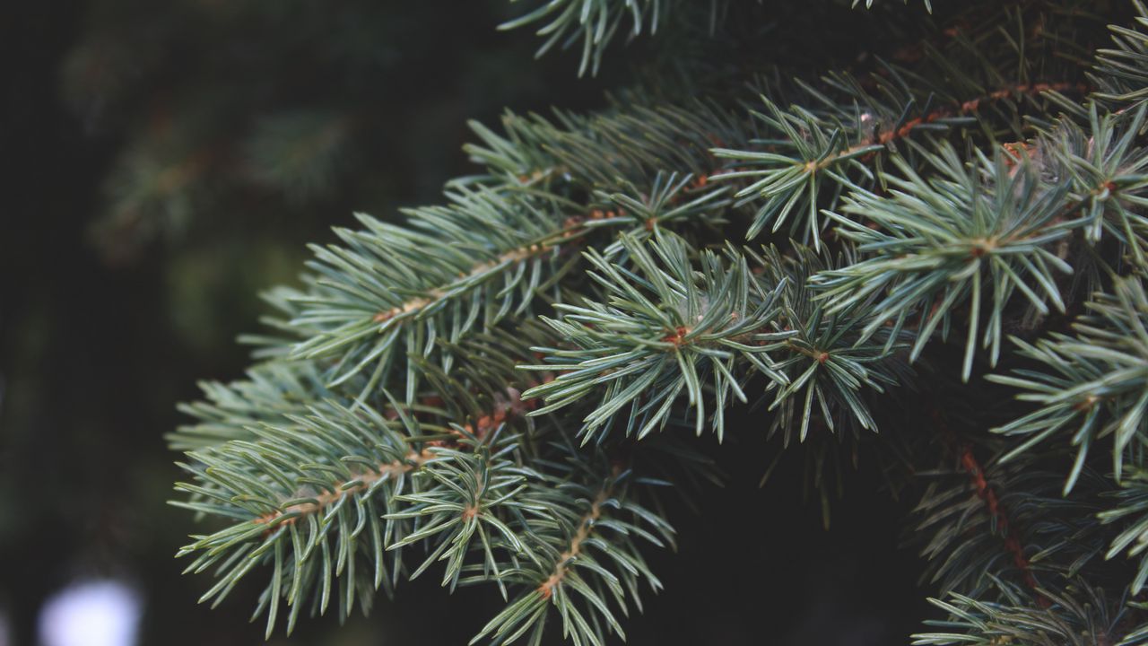 Wallpaper needles, branch, macro