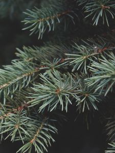 Preview wallpaper needles, branch, macro