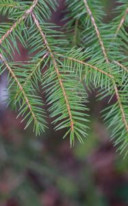 Preview wallpaper needles, branch, macro, blur