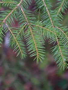 Preview wallpaper needles, branch, macro, blur