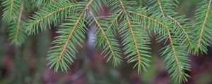 Preview wallpaper needles, branch, macro, blur