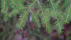 Preview wallpaper needles, branch, macro, blur