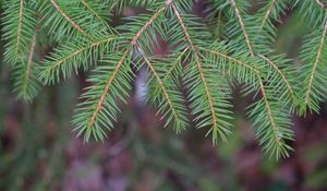 Preview wallpaper needles, branch, macro, blur