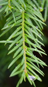 Preview wallpaper needles, branch, rain, drops, macro