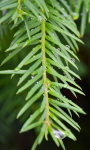 Preview wallpaper needles, branch, rain, drops, macro