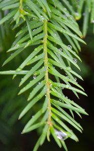 Preview wallpaper needles, branch, rain, drops, macro