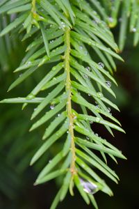 Preview wallpaper needles, branch, rain, drops, macro