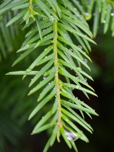 Preview wallpaper needles, branch, rain, drops, macro