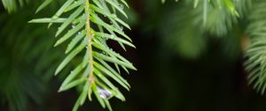 Preview wallpaper needles, branch, rain, drops, macro