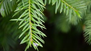 Preview wallpaper needles, branch, rain, drops, macro