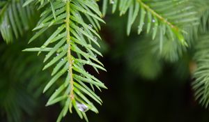 Preview wallpaper needles, branch, rain, drops, macro