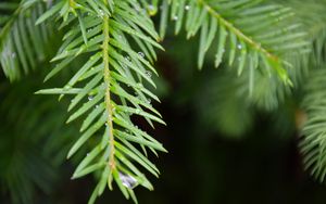 Preview wallpaper needles, branch, rain, drops, macro