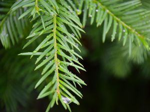 Preview wallpaper needles, branch, rain, drops, macro