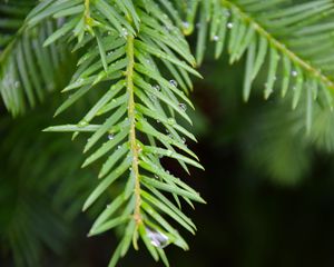 Preview wallpaper needles, branch, rain, drops, macro