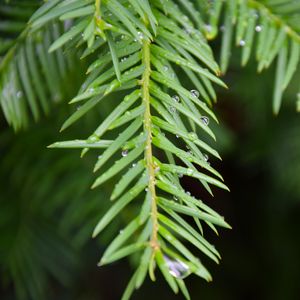 Preview wallpaper needles, branch, rain, drops, macro