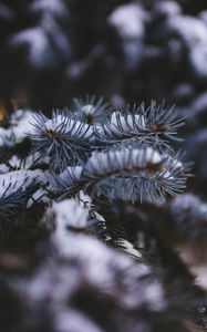 Preview wallpaper needles, branch, snow, macro