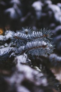 Preview wallpaper needles, branch, snow, macro