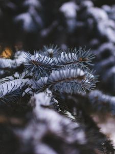 Preview wallpaper needles, branch, snow, macro