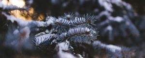 Preview wallpaper needles, branch, snow, macro