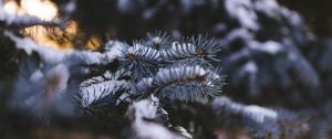 Preview wallpaper needles, branch, snow, macro