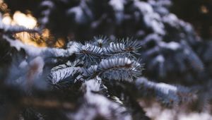 Preview wallpaper needles, branch, snow, macro