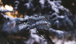 Preview wallpaper needles, branch, snow, macro