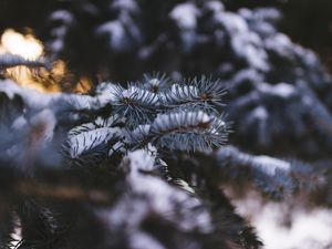 Preview wallpaper needles, branch, snow, macro