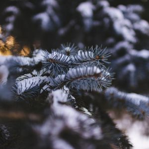 Preview wallpaper needles, branch, snow, macro