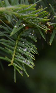 Preview wallpaper needles, branch, water, drops, macro