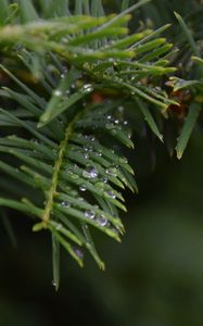 Preview wallpaper needles, branch, water, drops, macro