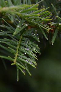 Preview wallpaper needles, branch, water, drops, macro