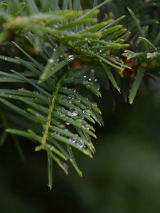 Preview wallpaper needles, branch, water, drops, macro